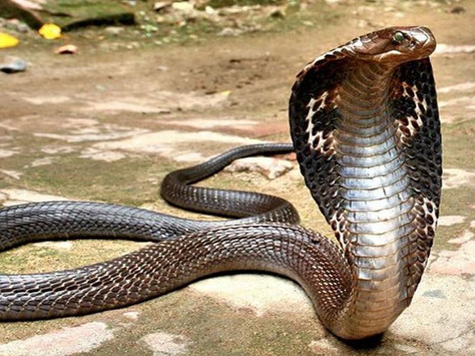 Father killed snake then serpent bit 12 year old child innocent died | वडिलांनी नाग मारला; संतापलेल्या नागिणीनं 24 तासांत घेतला थरकाप उडवणारा बदला! Father killed snake then serpent bit 12 year old child innocent died | वडिलांनी नाग मारला; संतापलेल्या नागिणीनं 24 तासांत घेतला थरकाप उडवणारा बदला!