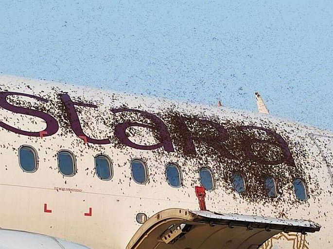 omg when bee attack two flights at kolkata airport | काय सांगता? विमानावर मधमाशांचा हल्ला, फ्लाईट एक तास लेट! omg when bee attack two flights at kolkata airport | काय सांगता? विमानावर मधमाशांचा हल्ला, फ्लाईट एक तास लेट!