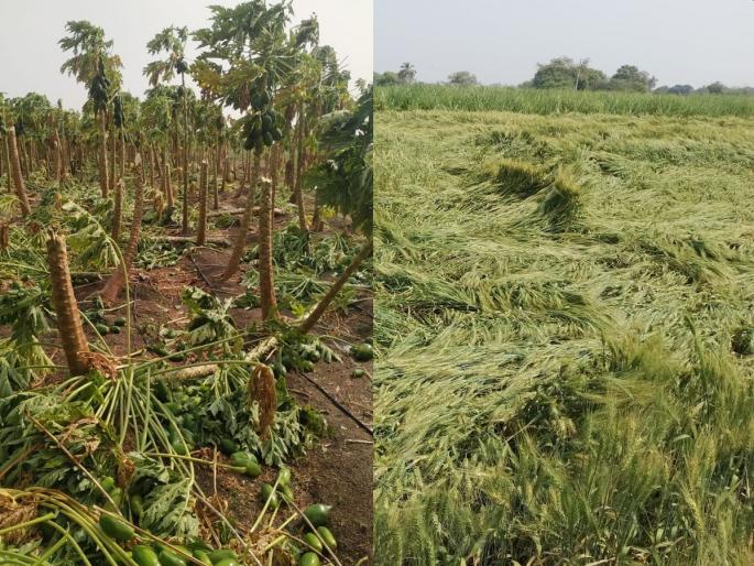 Garpit in Akkalkot, Malshiras taluka; Grape, papaya, banana, sorghum, wheat Zamindost | अक्कलकोट, माळशिरस तालुक्यात गारपिट; द्राक्ष, पपई, केळी, ज्वारी, गहू जमीनदोस्त Garpit in Akkalkot, Malshiras taluka; Grape, papaya, banana, sorghum, wheat Zamindost | अक्कलकोट, माळशिरस तालुक्यात गारपिट; द्राक्ष, पपई, केळी, ज्वारी, गहू जमीनदोस्त