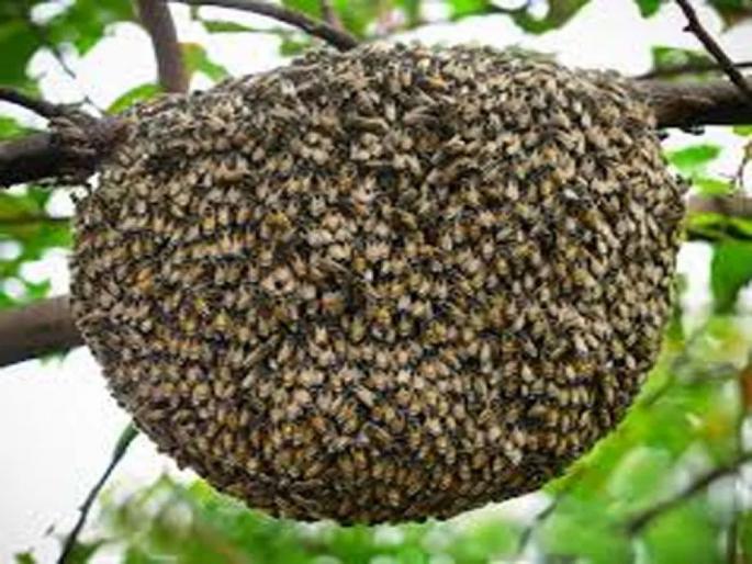 70 students including 2 teachers injured in bee attack in shirpur | मधमाश्यांच्या हल्ल्यात २ शिक्षकांसह ७० विद्यार्थी जखमी, कंटेनरचा धक्का लागल्याने उठले मोहळ