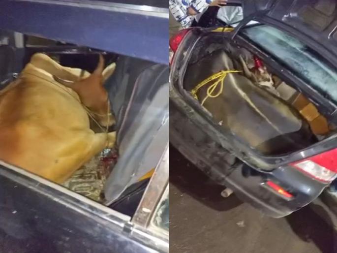 A four-wheeler carrying a cow collided with a two-wheeler; Two women were seriously injured | गाई चोरून नेणाऱ्या चार चाकी वाहनाची दुचाकीला दिली धडक; दोन महिला गंभीर जखमी A four-wheeler carrying a cow collided with a two-wheeler; Two women were seriously injured | गाई चोरून नेणाऱ्या चार चाकी वाहनाची दुचाकीला दिली धडक; दोन महिला गंभीर जखमी