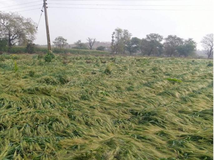 In Srirampur taluk bad weather damages wheat, grapes; The MPs gave orders for Panchnama | श्रीरामपूर तालुक्यात अवकाळीने नुकसान, गहू, द्राक्षला फटका; खासदारांनी दिले पंचनाम्याचे आदेश In Srirampur taluk bad weather damages wheat, grapes; The MPs gave orders for Panchnama | श्रीरामपूर तालुक्यात अवकाळीने नुकसान, गहू, द्राक्षला फटका; खासदारांनी दिले पंचनाम्याचे आदेश