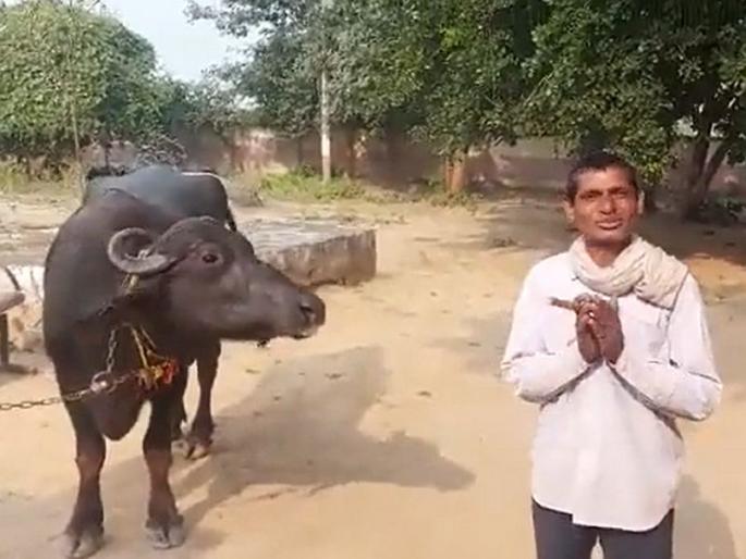 Madhya pradesh farmer approaches police after buffalo refuses to be milked | VIDEO: 'साहेब, म्हैस दूध देत नाही, मदत करा...!' म्हशीला घेऊन शेतकरी पोहोचला पोलीस ठाण्यात Madhya pradesh farmer approaches police after buffalo refuses to be milked | VIDEO: 'साहेब, म्हैस दूध देत नाही, मदत करा...!' म्हशीला घेऊन शेतकरी पोहोचला पोलीस ठाण्यात