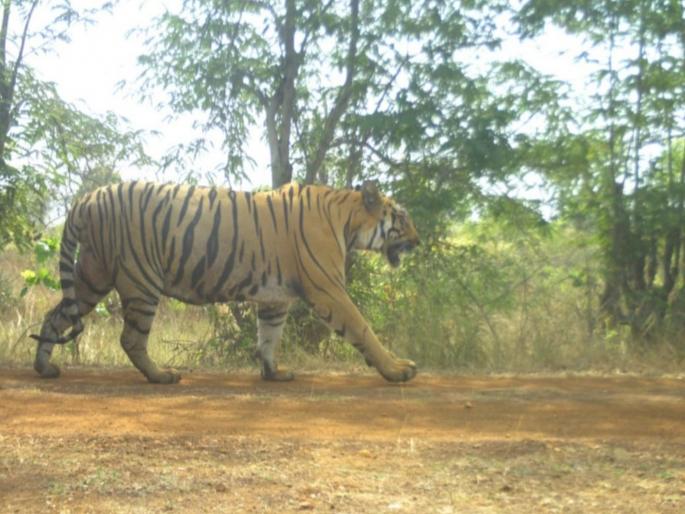 Tiger terror in South Gadchiroli too, woman killed in Chintalpeth Attack while picking cotton | दक्षिण गडचिरोलीतही वाघाची दहशत, चिंतलपेठात महिला ठार; कापूस वेचणी करताना हल्ला, पाच दिवसांतील दुसरी घटना Tiger terror in South Gadchiroli too, woman killed in Chintalpeth Attack while picking cotton | दक्षिण गडचिरोलीतही वाघाची दहशत, चिंतलपेठात महिला ठार; कापूस वेचणी करताना हल्ला, पाच दिवसांतील दुसरी घटना