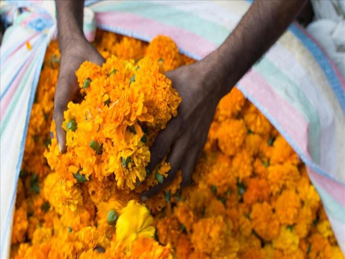 The rate of Gonda flowers increased in the district | जिल्ह्यात गोंडा खातोय भाव, खरेदीसाठी झुंबड The rate of Gonda flowers increased in the district | जिल्ह्यात गोंडा खातोय भाव, खरेदीसाठी झुंबड