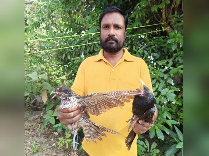 Both the male and female cuckoos, which were injured in the attack of crows, were rescued by bird lovers | घार, कावळ्यांच्या हल्ल्यात जखमी झालेल्या दोन्ही नर-मादी कोकिळेस उपचारासाठी पक्षीमित्रांनी केले रेस्क्यू Both the male and female cuckoos, which were injured in the attack of crows, were rescued by bird lovers | घार, कावळ्यांच्या हल्ल्यात जखमी झालेल्या दोन्ही नर-मादी कोकिळेस उपचारासाठी पक्षीमित्रांनी केले रेस्क्यू