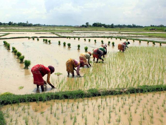 Why has the share of agriculture in the Indian economy declined | भारतीय अर्थव्यवस्थेतील शेतीचा टक्का का घसरला? Why has the share of agriculture in the Indian economy declined | भारतीय अर्थव्यवस्थेतील शेतीचा टक्का का घसरला?