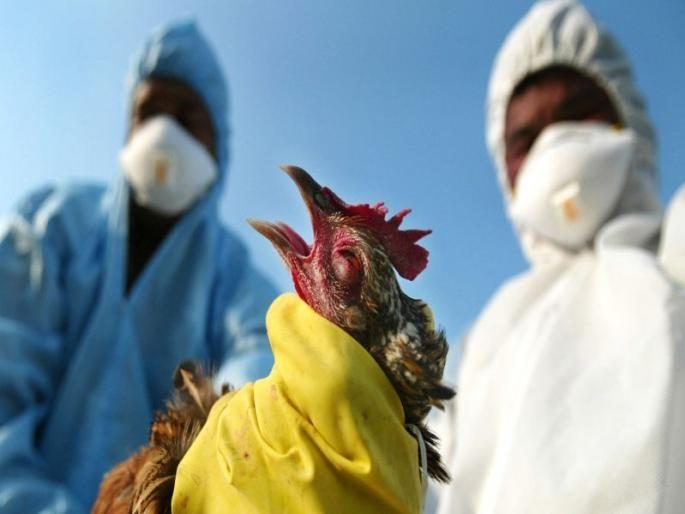 Vathoda restricted area in Satana taluka due to bird flu | बर्ड फ्ल्यूमुळे सटाणा तालुक्यात वाठोडा प्रतिबंधित क्षेत्र Vathoda restricted area in Satana taluka due to bird flu | बर्ड फ्ल्यूमुळे सटाणा तालुक्यात वाठोडा प्रतिबंधित क्षेत्र