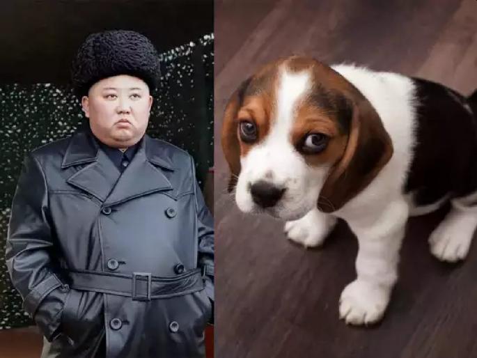 North Korea Dictator Kim Jong Un Ordered To Kill Pet Dogs For Food | सनकी हुकूमशहाचा आणखी एक फतवा; पाळीव कुत्र्यांना मारुन खाण्याचे आदेश North Korea Dictator Kim Jong Un Ordered To Kill Pet Dogs For Food | सनकी हुकूमशहाचा आणखी एक फतवा; पाळीव कुत्र्यांना मारुन खाण्याचे आदेश