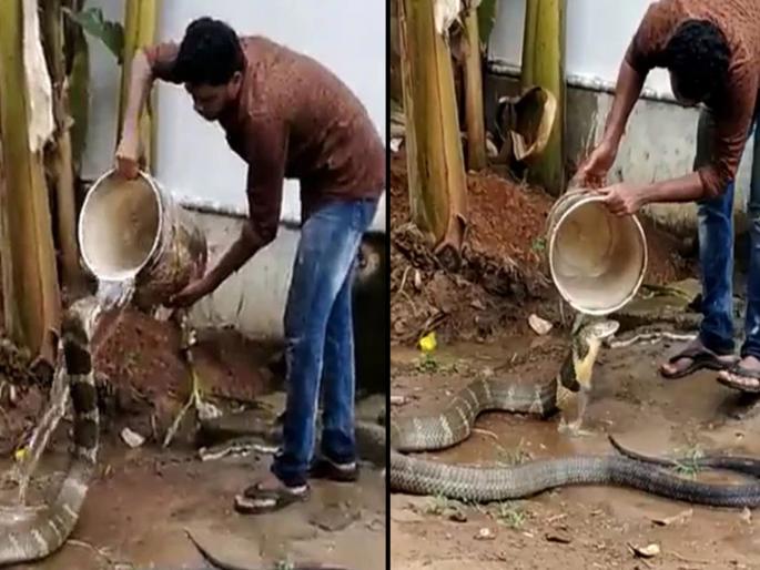 Social Viral: A cobra sitting under a pipe; The young man poured the bucket water over his head in extrem Heat | Social Viral: बापरे एवढे धाडस कोण करेल? नळाखाली तापलेला कोब्रा बसलेला; तरुणाने बादली डोक्यावर ओतली Social Viral: A cobra sitting under a pipe; The young man poured the bucket water over his head in extrem Heat | Social Viral: बापरे एवढे धाडस कोण करेल? नळाखाली तापलेला कोब्रा बसलेला; तरुणाने बादली डोक्यावर ओतली