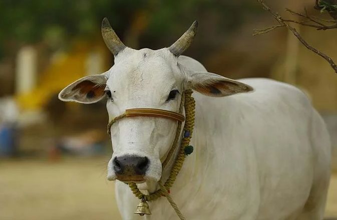 20 animals affected by 'Lumpi' in Nagpur; Death of a bull | ‘लम्पी’ने नागपुरात २० जनावरे बाधित; एका बैलाचा मृत्यू 20 animals affected by 'Lumpi' in Nagpur; Death of a bull | ‘लम्पी’ने नागपुरात २० जनावरे बाधित; एका बैलाचा मृत्यू