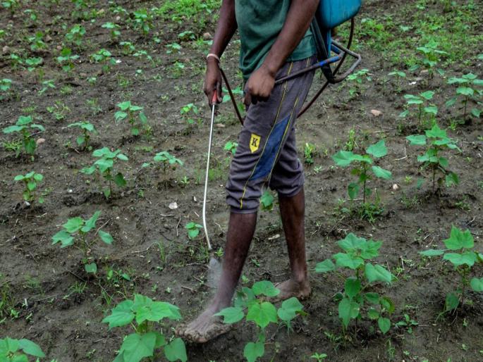 Decline in the price of chemical fertilizer in the global market; But in India it was like that | जागतिक बाजारात रासायनिक खताच्या दरात घसरण; भारतात मात्र जैसे थे Decline in the price of chemical fertilizer in the global market; But in India it was like that | जागतिक बाजारात रासायनिक खताच्या दरात घसरण; भारतात मात्र जैसे थे