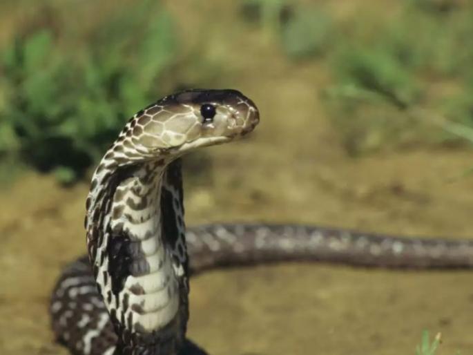 In Gadchiroli, 74 lakhs were bitten by snake in a month and a half! | बिळातील नागाेबा पुन्हा बाहेर; गडचिरोलीत दीड महिन्यात ७४ लाेकांना दंश! In Gadchiroli, 74 lakhs were bitten by snake in a month and a half! | बिळातील नागाेबा पुन्हा बाहेर; गडचिरोलीत दीड महिन्यात ७४ लाेकांना दंश!