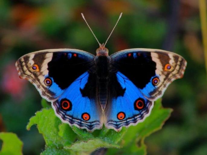 Take a look at tigers and butterflies in Tadaebat! List of 134 species including 7 new ones | ताडाेबात वाघांसाेबत फुलपाखरांचेही घ्या दर्शन! ७ नव्यांसह १३४ प्रजातींची नाेंद Take a look at tigers and butterflies in Tadaebat! List of 134 species including 7 new ones | ताडाेबात वाघांसाेबत फुलपाखरांचेही घ्या दर्शन! ७ नव्यांसह १३४ प्रजातींची नाेंद