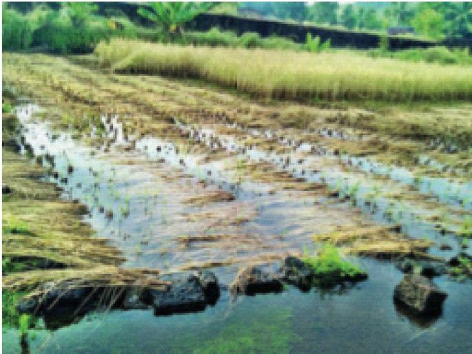 Farmers' money stashed at paddy purchase center; 12 farmers in trouble | भात खरेदी केंद्रावरील शेतकऱ्यांचे पैसे रखडले; १२ शेतकरी अडचणीत Farmers' money stashed at paddy purchase center; 12 farmers in trouble | भात खरेदी केंद्रावरील शेतकऱ्यांचे पैसे रखडले; १२ शेतकरी अडचणीत