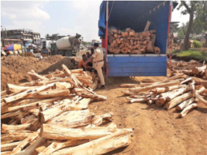 Caught the tempo transporting Khaira; Forest Department action | खैराची वाहतूक करणारा टेम्पो पकडला; वनविभागाची कारवाई Caught the tempo transporting Khaira; Forest Department action | खैराची वाहतूक करणारा टेम्पो पकडला; वनविभागाची कारवाई