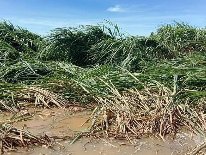Heavy Rain Effect on Agriculture sector; big blow as the weather took an unexpected turn | तारणहार शेतीला तडाखा! हवामानाने अनाकलनीय वळण घेतल्याचा मोठा फटका Heavy Rain Effect on Agriculture sector; big blow as the weather took an unexpected turn | तारणहार शेतीला तडाखा! हवामानाने अनाकलनीय वळण घेतल्याचा मोठा फटका