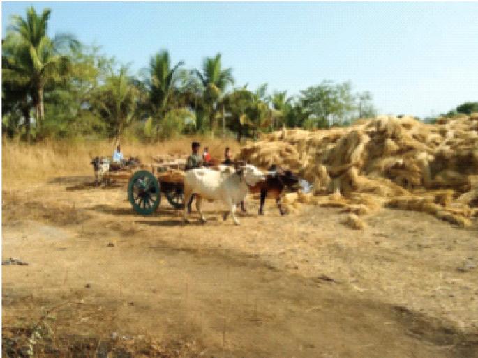 Farmers worried over fall in straw prices due to return rains | परतीच्या पावसाने पेंढ्यांचे भाव घसरल्याने शेतकरी चिंताग्रस्त Farmers worried over fall in straw prices due to return rains | परतीच्या पावसाने पेंढ्यांचे भाव घसरल्याने शेतकरी चिंताग्रस्त