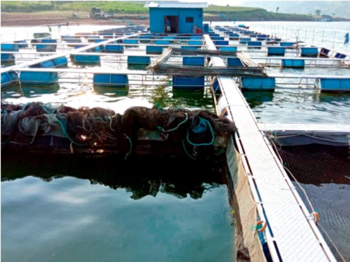 Unique fishing cage culture on the Narmada reservoir; The locals got permanent employment | नर्मदेच्या जलाशयावर मासेमारीचा अनोखा केज कल्चर; स्थानिकांना मिळाला कायमस्वरुपी रोजगार Unique fishing cage culture on the Narmada reservoir; The locals got permanent employment | नर्मदेच्या जलाशयावर मासेमारीचा अनोखा केज कल्चर; स्थानिकांना मिळाला कायमस्वरुपी रोजगार