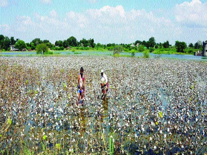 Excessive rains destroy crops, but farmers panic; So far 5 people have committed suicide | अतिवृष्टीने पिके नेस्तनाबूत तर शेतकरी हवालदिल; आतापर्यंत ५ जणांची आत्महत्या Excessive rains destroy crops, but farmers panic; So far 5 people have committed suicide | अतिवृष्टीने पिके नेस्तनाबूत तर शेतकरी हवालदिल; आतापर्यंत ५ जणांची आत्महत्या