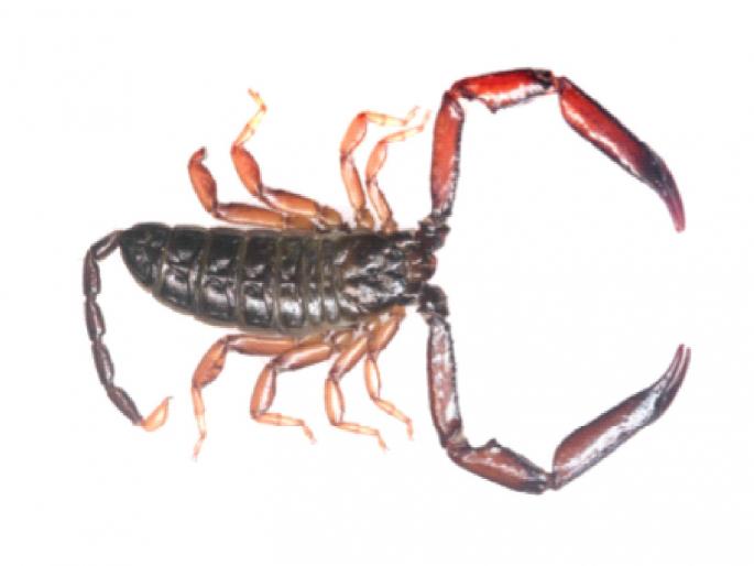 Success in discovering two new species of scorpion; Named ‘Chiromachits Ramdasswami’ | विंचवाच्या दोन नवीन प्रजाती शोधण्यात यश; ‘कायरोमॅचिट्स रामदासस्वामी’ अशी नावे Success in discovering two new species of scorpion; Named ‘Chiromachits Ramdasswami’ | विंचवाच्या दोन नवीन प्रजाती शोधण्यात यश; ‘कायरोमॅचिट्स रामदासस्वामी’ अशी नावे