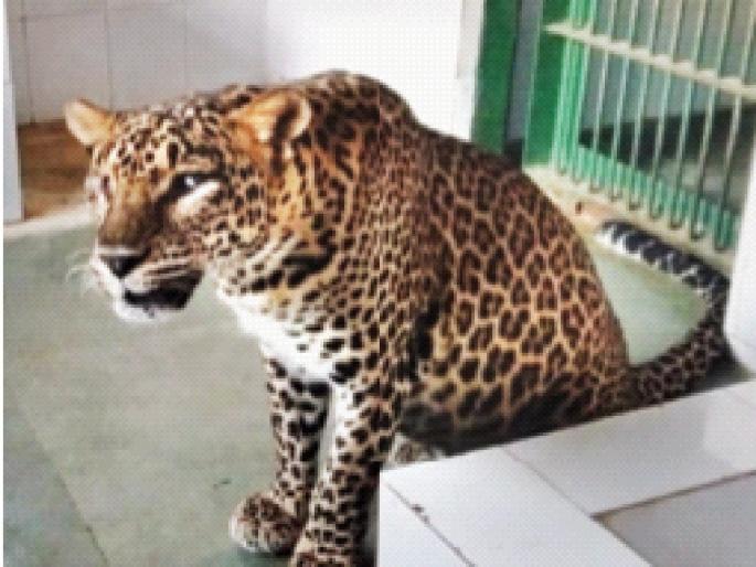 Celebrate the birthday by adopting a blind female leopard | अंध मादी बिबट्या दत्तक घेत वाढदिवस साजरा Celebrate the birthday by adopting a blind female leopard | अंध मादी बिबट्या दत्तक घेत वाढदिवस साजरा