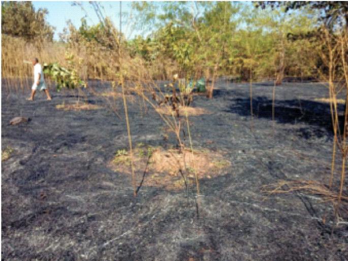 Malrana caught fire in Vikramgad; Negligence of MSEDCL | विक्रमगडमध्ये माळरानाला लागली आग; महावितरणचा निष्काळजीपणा Malrana caught fire in Vikramgad; Negligence of MSEDCL | विक्रमगडमध्ये माळरानाला लागली आग; महावितरणचा निष्काळजीपणा
