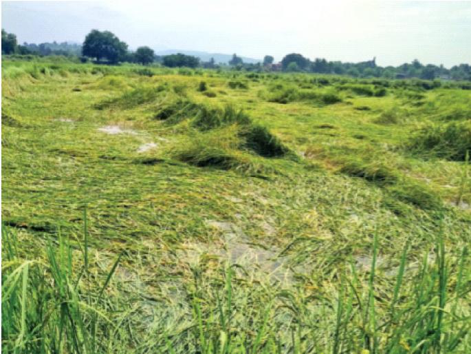 Water on a torrent of yellow gold; Fear of wasting paddy | मुसळधारेने पिवळ्या सोन्यावर पाणी; भातपीक वाया जाण्याची भीती Water on a torrent of yellow gold; Fear of wasting paddy | मुसळधारेने पिवळ्या सोन्यावर पाणी; भातपीक वाया जाण्याची भीती