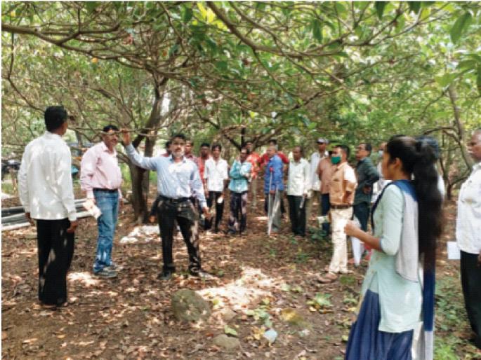 Anxiety over disease outbreaks on chiku fruits; Expert guidance in agriculture | चिकू फळांवर रोगांच्या प्रादुर्भावाने चिंता; शेतीशाळेत तज्ज्ञांचे मार्गदर्शन