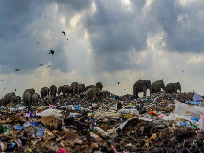 Herds of elephants for food at garbage dumps; The animals migrated to human settlements | अन्नासाठी हत्तींचे कळप कचऱ्यांच्या ढिगाऱ्यांकडे; प्राणी निघाले मानवी वस्त्यांकडे Herds of elephants for food at garbage dumps; The animals migrated to human settlements | अन्नासाठी हत्तींचे कळप कचऱ्यांच्या ढिगाऱ्यांकडे; प्राणी निघाले मानवी वस्त्यांकडे