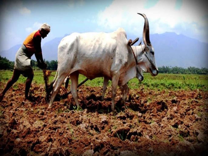 Will do agricultural work through employment guarantee scheme; Work in the hands of farmers | शेतीची कामे करणार रोजगार हमी योजनेतून; शेतकऱ्यांच्या हाताला काम Will do agricultural work through employment guarantee scheme; Work in the hands of farmers | शेतीची कामे करणार रोजगार हमी योजनेतून; शेतकऱ्यांच्या हाताला काम