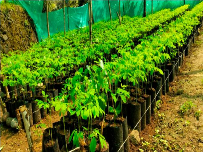 Young people planted sugarcane during lockdown; Expected income of 8 to 10 lakhs | लॉकडाऊन काळात तरुणाने केली शेवग्याची लागवड; ८ ते १० लाखांचं उत्पन्न अपेक्षित Young people planted sugarcane during lockdown; Expected income of 8 to 10 lakhs | लॉकडाऊन काळात तरुणाने केली शेवग्याची लागवड; ८ ते १० लाखांचं उत्पन्न अपेक्षित