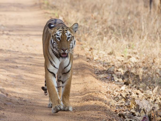 Do you give home to 220 tigers in Chandrapur ?; Migration, corridor security is the only option | चंद्रपूरमधील २२० वाघांना घर देता का घर?; स्थलांतर, कॉरिडोर सुरक्षा हेच पर्याय Do you give home to 220 tigers in Chandrapur ?; Migration, corridor security is the only option | चंद्रपूरमधील २२० वाघांना घर देता का घर?; स्थलांतर, कॉरिडोर सुरक्षा हेच पर्याय
