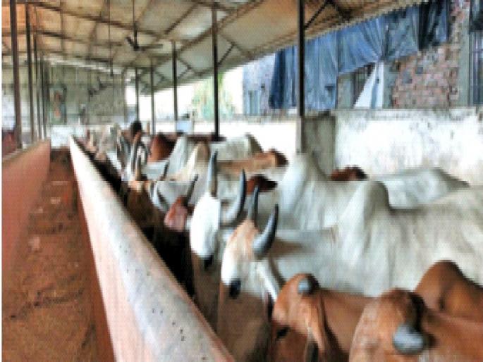 The shutdown also hit the cowsheds in Basala Vasai; Migration of cows | लाॅकडाऊनमुळे बसला वसईतील गोशालांनाही फटका; गायींचे केले स्थलांतर The shutdown also hit the cowsheds in Basala Vasai; Migration of cows | लाॅकडाऊनमुळे बसला वसईतील गोशालांनाही फटका; गायींचे केले स्थलांतर