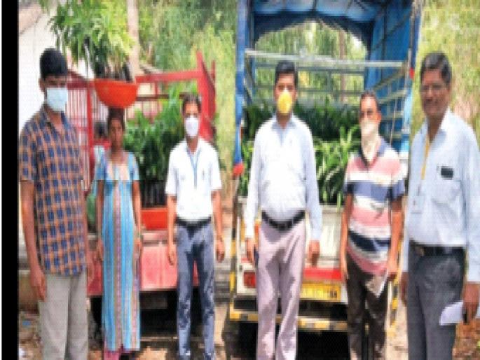 Success in the lockdown period; Dahanu tops in orchard cultivation from MNREGA | लॉकडाऊन काळातील यश; मनरेगातून फळबाग लागवडीमध्ये डहाणू राज्यात अव्वल  Success in the lockdown period; Dahanu tops in orchard cultivation from MNREGA | लॉकडाऊन काळातील यश; मनरेगातून फळबाग लागवडीमध्ये डहाणू राज्यात अव्वल