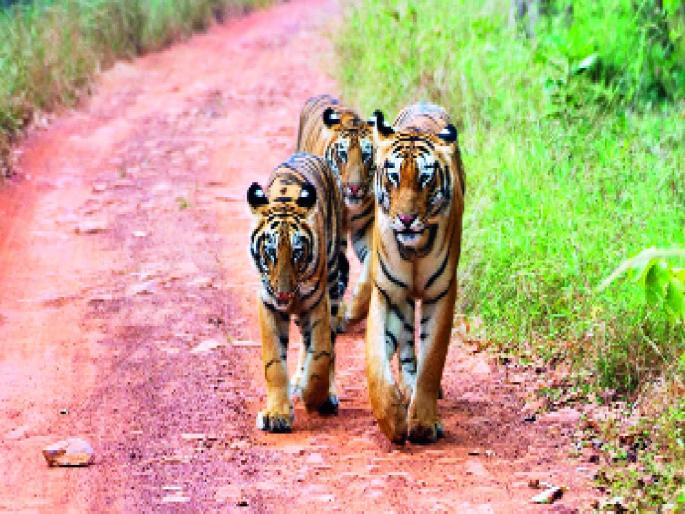Approach: Will Tadoba Tiger Project be conserved or immersed? | दृष्टिकोन: ताडोबा व्याघ्र प्रकल्पाचे संवर्धन करणार की विसर्जन? Approach: Will Tadoba Tiger Project be conserved or immersed? | दृष्टिकोन: ताडोबा व्याघ्र प्रकल्पाचे संवर्धन करणार की विसर्जन?