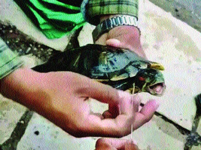 The thread stuck in the turtle's neck | कासवाच्या गळ्यात अडकला निर्माल्याचा धागा; कार्यकर्त्यांनी सोडवला गुंता The thread stuck in the turtle's neck | कासवाच्या गळ्यात अडकला निर्माल्याचा धागा; कार्यकर्त्यांनी सोडवला गुंता