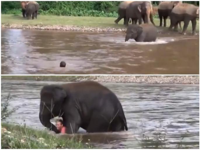 Kerala Pregnant Elephant Death: What did the baby elephant do when he saw the drowning man? | Kerala Pregnant Elephant Death: तुम्ही माणुसकी सोडली पण आम्ही नाही; बुडणाऱ्या माणसाला पाहून हत्तीच्या पिल्लानं काय केलं? पाहा Kerala Pregnant Elephant Death: What did the baby elephant do when he saw the drowning man? | Kerala Pregnant Elephant Death: तुम्ही माणुसकी सोडली पण आम्ही नाही; बुडणाऱ्या माणसाला पाहून हत्तीच्या पिल्लानं काय केलं? पाहा