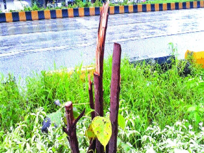 Cutting down more than fifty trees in Airoli; A case has been registered with the Rabale police | ऐरोलीत पन्नासपेक्षा अधिका झाडांची कत्तल; रबाळे पोलिसांत गुन्हा दाखल Cutting down more than fifty trees in Airoli; A case has been registered with the Rabale police | ऐरोलीत पन्नासपेक्षा अधिका झाडांची कत्तल; रबाळे पोलिसांत गुन्हा दाखल