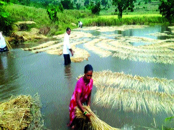 Animal husbandry was bad with rice; Farmers found in double trouble | भाताबरोबर जनावरांचा चाराही झाला खराब; शेतकरी सापडला दुहेरी संकटात Animal husbandry was bad with rice; Farmers found in double trouble | भाताबरोबर जनावरांचा चाराही झाला खराब; शेतकरी सापडला दुहेरी संकटात