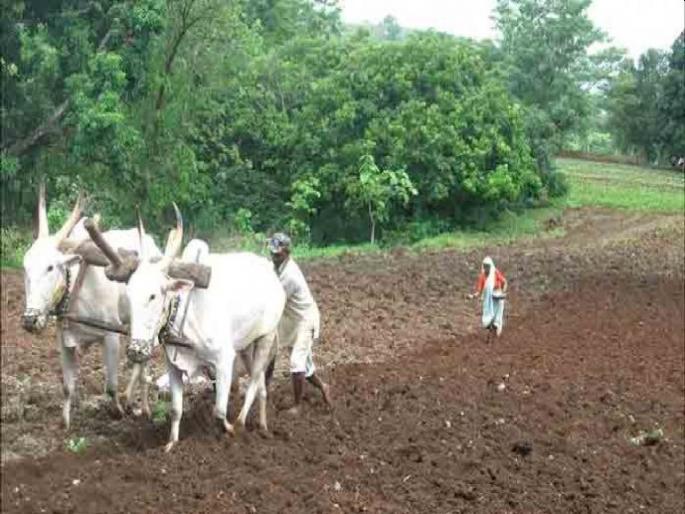 Lokmat Special Report! When to take action against seed companies ?; The Minister of Agriculture took notice | लोकमत स्पेशल रिपोर्ट! बियाणे कंपन्यांवर कारवाई कधी?; कृषीमंत्र्यांनी घेतली दखल