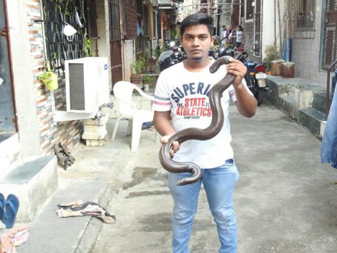 Rare species of Red sand boa snake found in Charkop resident area at Kandivali | कांदिवली येथे चारकोपच्या रहिवाशी परिसरात आढळला दुर्मिळ प्रजातीचा ‘दुतोंड्या’ साप Rare species of Red sand boa snake found in Charkop resident area at Kandivali | कांदिवली येथे चारकोपच्या रहिवाशी परिसरात आढळला दुर्मिळ प्रजातीचा ‘दुतोंड्या’ साप