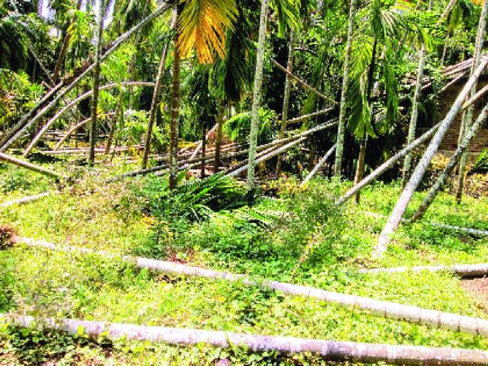 20 crore fund received for Murud taluka; Assistance to the victims in 72 villages | मुरुड तालुक्यासाठी २० कोटींचा निधी प्राप्त; ७२ गावांमधील नुकसानग्रस्तांना मदत 20 crore fund received for Murud taluka; Assistance to the victims in 72 villages | मुरुड तालुक्यासाठी २० कोटींचा निधी प्राप्त; ७२ गावांमधील नुकसानग्रस्तांना मदत