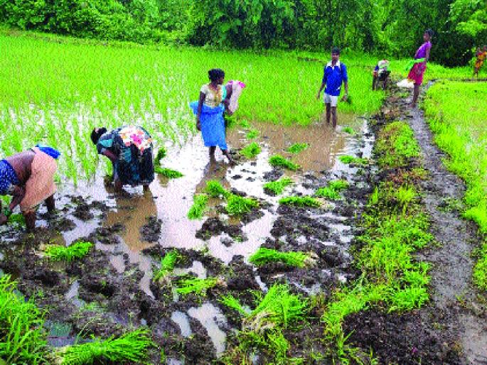 Heavy rains begin in Raigad; The fear of rabies was gone | रायगडमध्ये जोरदार पावसाला सुरुवात; राब करपण्याची भीती झाली दूर Heavy rains begin in Raigad; The fear of rabies was gone | रायगडमध्ये जोरदार पावसाला सुरुवात; राब करपण्याची भीती झाली दूर