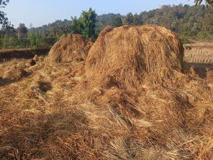 Elephant herd crisis after unseasonal weather, entry after six months, destruction of paddy crop in Bharnoli area | अवकाळीनंतर आता हत्तींच्या कळपाचे संकट, सहा महिन्यांनंतर एन्ट्री, भरनोली परिसरात धानाच्या पुंजण्याची नासाडी