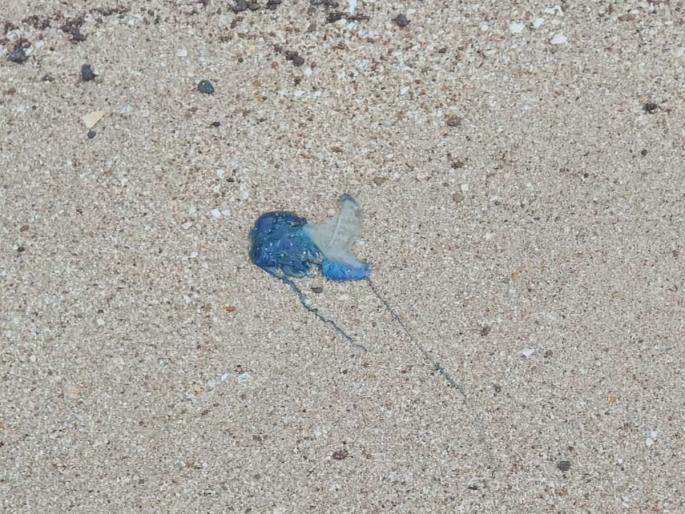 Blue Bottle Jelly Fish arrived at Juhu Beach; Don't go into the sea, save yourself | जुहू बीचव ब्ल्यू बॉटल जेली फीश आले; समुद्रात उतरू नका, स्वतः ला वाचवा Blue Bottle Jelly Fish arrived at Juhu Beach; Don't go into the sea, save yourself | जुहू बीचव ब्ल्यू बॉटल जेली फीश आले; समुद्रात उतरू नका, स्वतः ला वाचवा