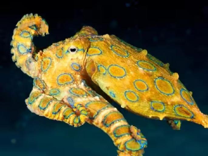 World's Most Venomous blue ringed octopus Bites Woman Twice in new south wales at australia | जगातील सर्वात विषारी ऑक्टोपसनं महिलेला दोन वेळा घेतला चावा, मग जे घडलं ते पाहून सायंटिस्टही अवाक World's Most Venomous blue ringed octopus Bites Woman Twice in new south wales at australia | जगातील सर्वात विषारी ऑक्टोपसनं महिलेला दोन वेळा घेतला चावा, मग जे घडलं ते पाहून सायंटिस्टही अवाक