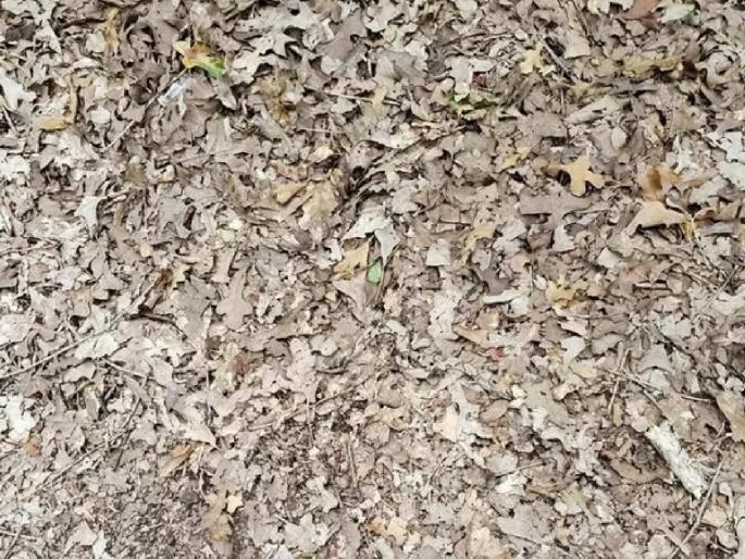 Find a snake hidden in this photo in 15 seconds; Challenge on Social Media | ‘या’ फोटोत दडलाय एक साप, १५ सेकंदात शोधून दाखवा; तुम्ही स्वीकारणार का चॅलेंज? Find a snake hidden in this photo in 15 seconds; Challenge on Social Media | ‘या’ फोटोत दडलाय एक साप, १५ सेकंदात शोधून दाखवा; तुम्ही स्वीकारणार का चॅलेंज?