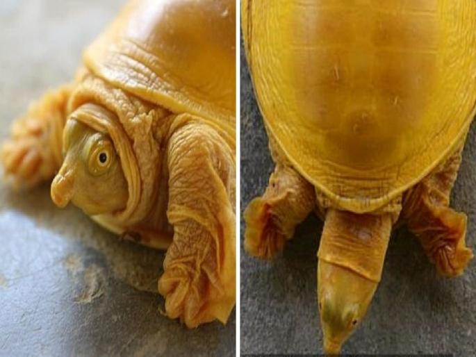 Rare Golden Turtle Found In Nepal For The First Time Ever | आश्चर्य! दुर्मिळ सोनेरी कासव आढळला; विष्णूचा अवतार मानून लोकांची दर्शनासाठी रांग Rare Golden Turtle Found In Nepal For The First Time Ever | आश्चर्य! दुर्मिळ सोनेरी कासव आढळला; विष्णूचा अवतार मानून लोकांची दर्शनासाठी रांग