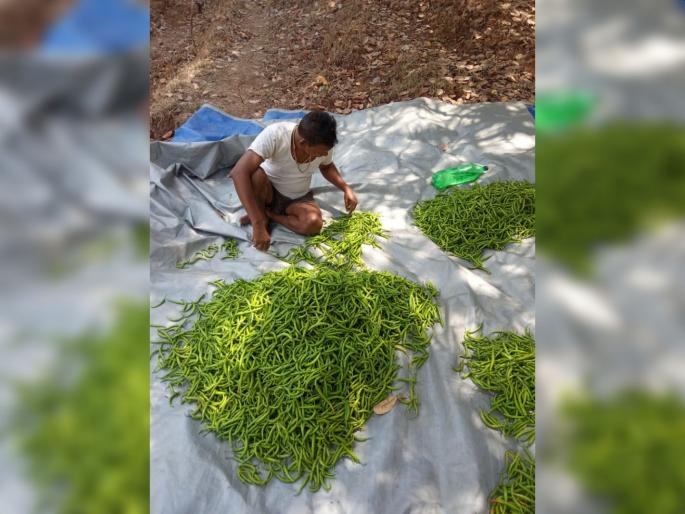 Export Jawhar chilli entered Navi Mumbai market; Best Quality Available in Market | परदेशात जाणारी जव्हारची मिरची नवी मुंबई मार्केट मध्ये दाखल; दर्जेदार क्वालिटी बाजारात उपलब्ध Export Jawhar chilli entered Navi Mumbai market; Best Quality Available in Market | परदेशात जाणारी जव्हारची मिरची नवी मुंबई मार्केट मध्ये दाखल; दर्जेदार क्वालिटी बाजारात उपलब्ध